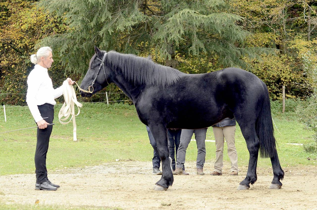 cheval M&eacute;rens poulains pouliches hongres juments
