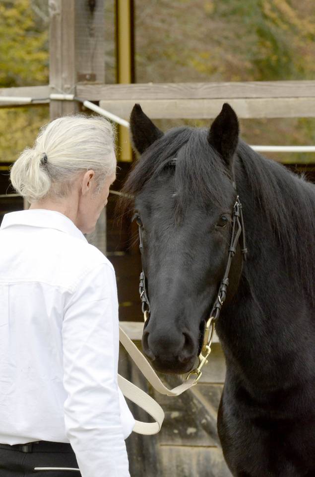 cheval M&eacute;rens poulains pouliches hongres juments