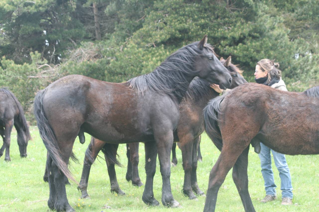 cheval M&eacute;rens poulains pouliches hongres juments