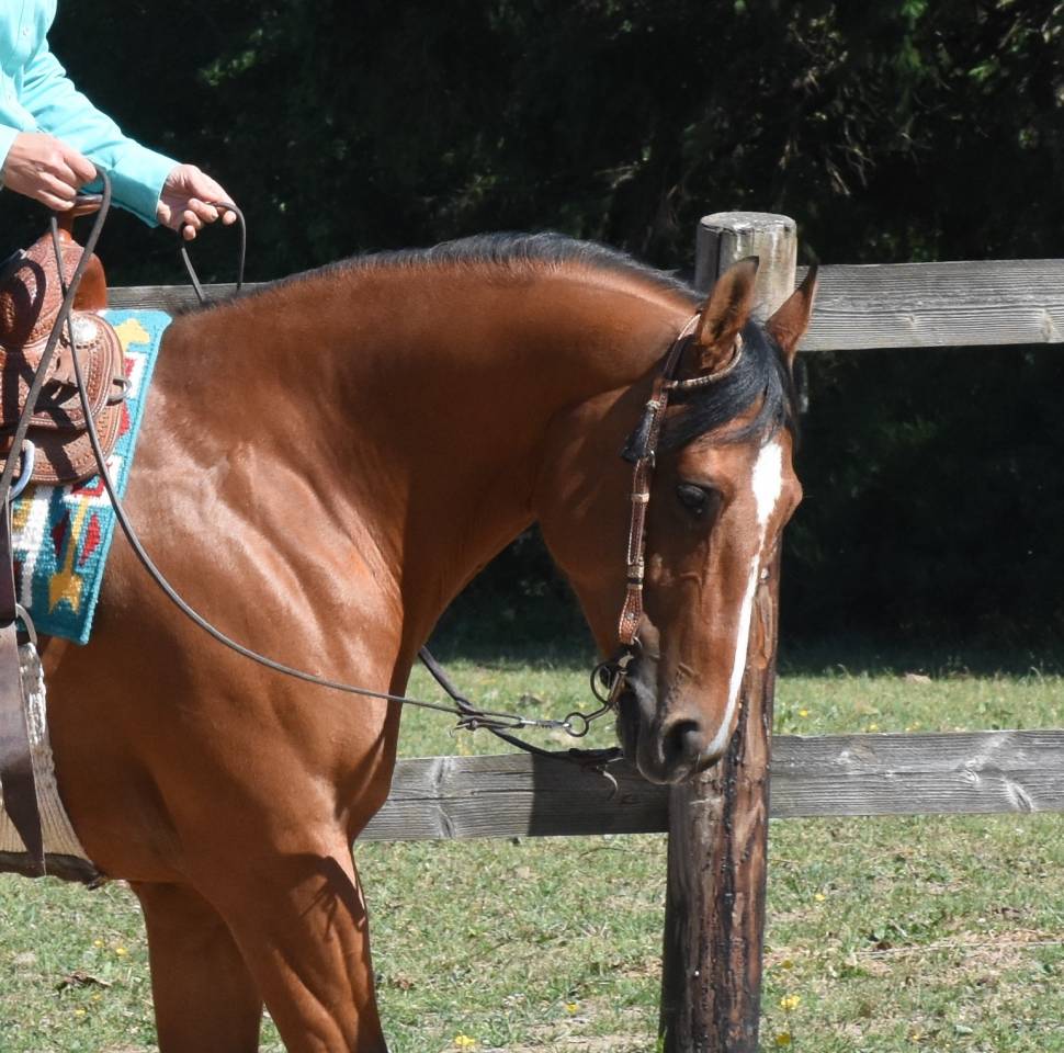 Jument Quarter Horse à vendre 