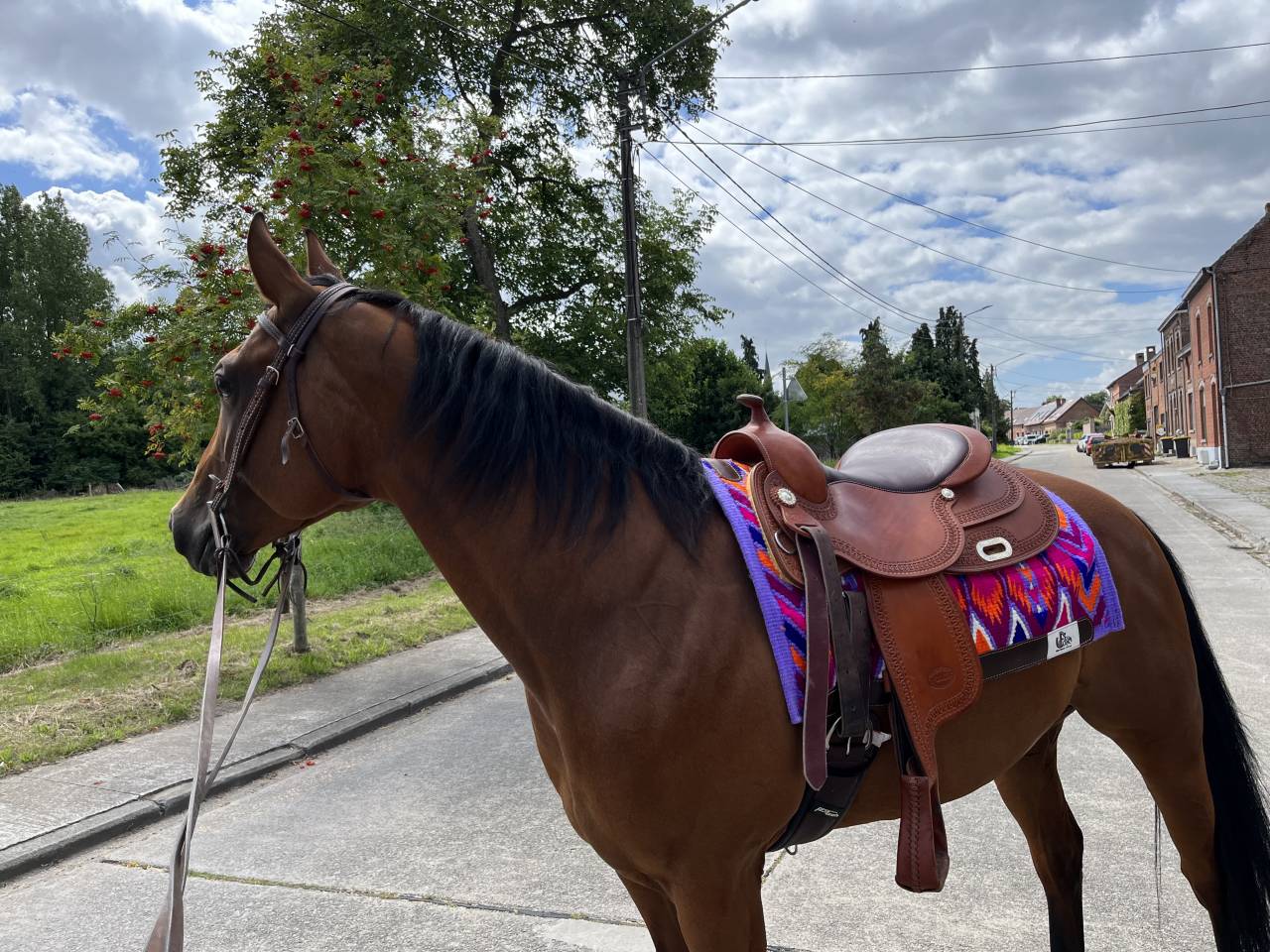 Jument Quarter Horse à vendre 