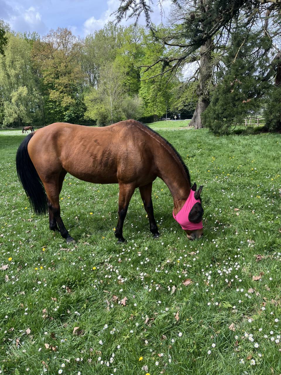 Jument Quarter Horse à vendre 