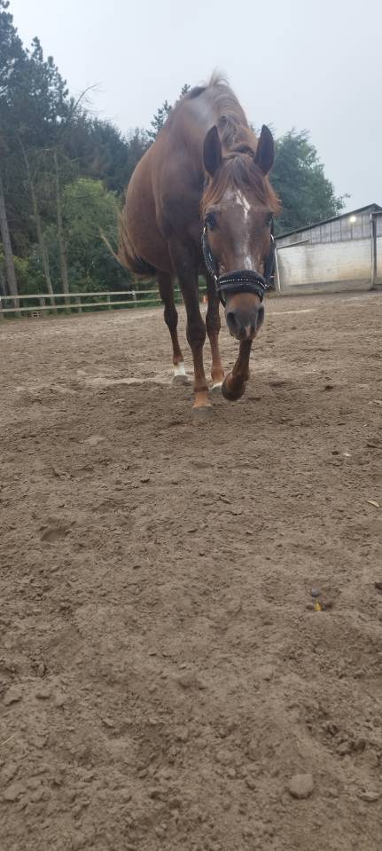 Jument a vendre ❤️