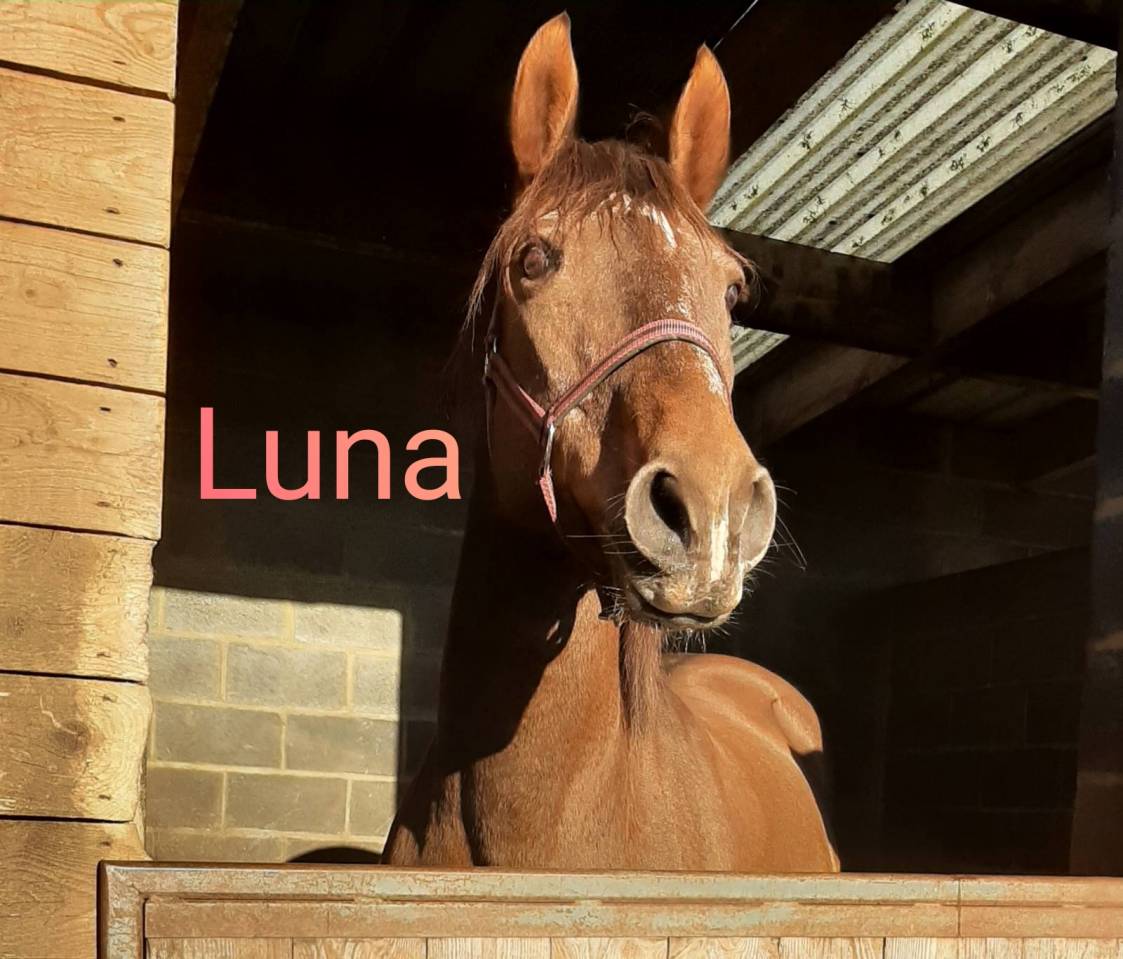 Jument a vendre ❤️