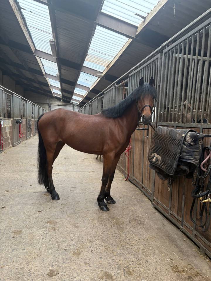 Jolanda de Stichting - Poney à vendre