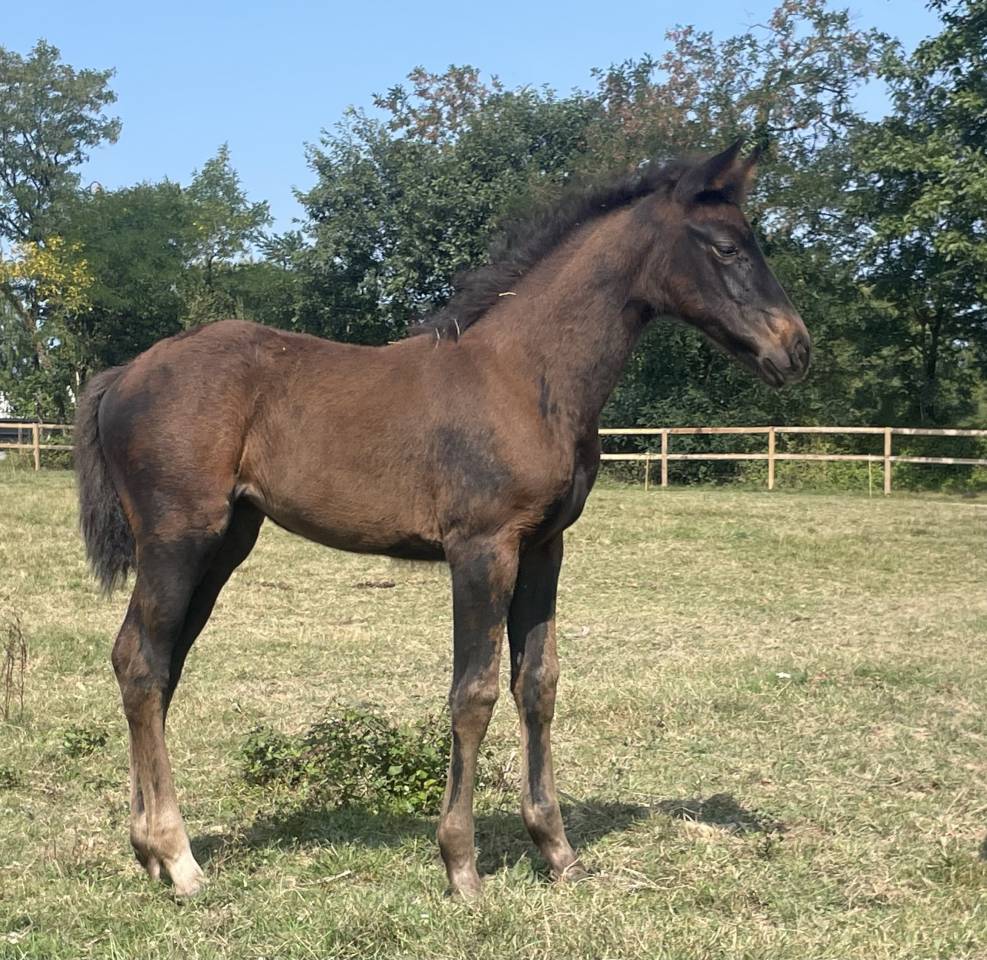 Top pouliche SFO 2025