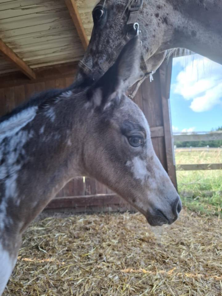 Pouliche PP RBP (croisée Appaloosa Fondation)