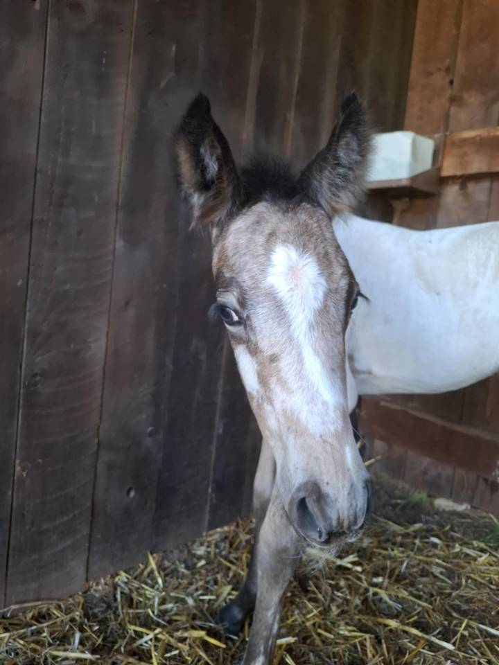 Pouliche PP RBP (croisée Appaloosa Fondation)