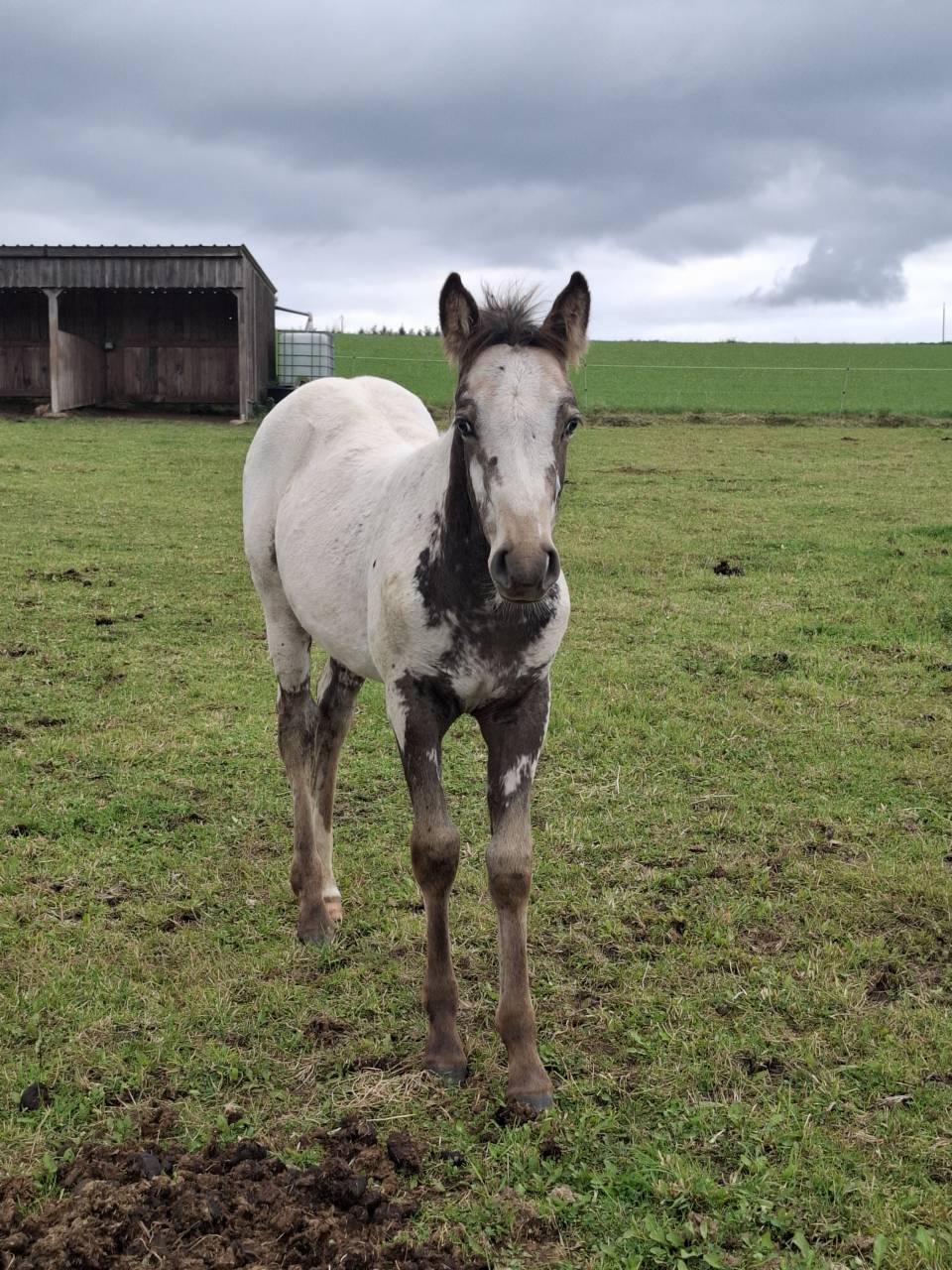 Pouliche PP RBP (croisée Appaloosa Fondation)