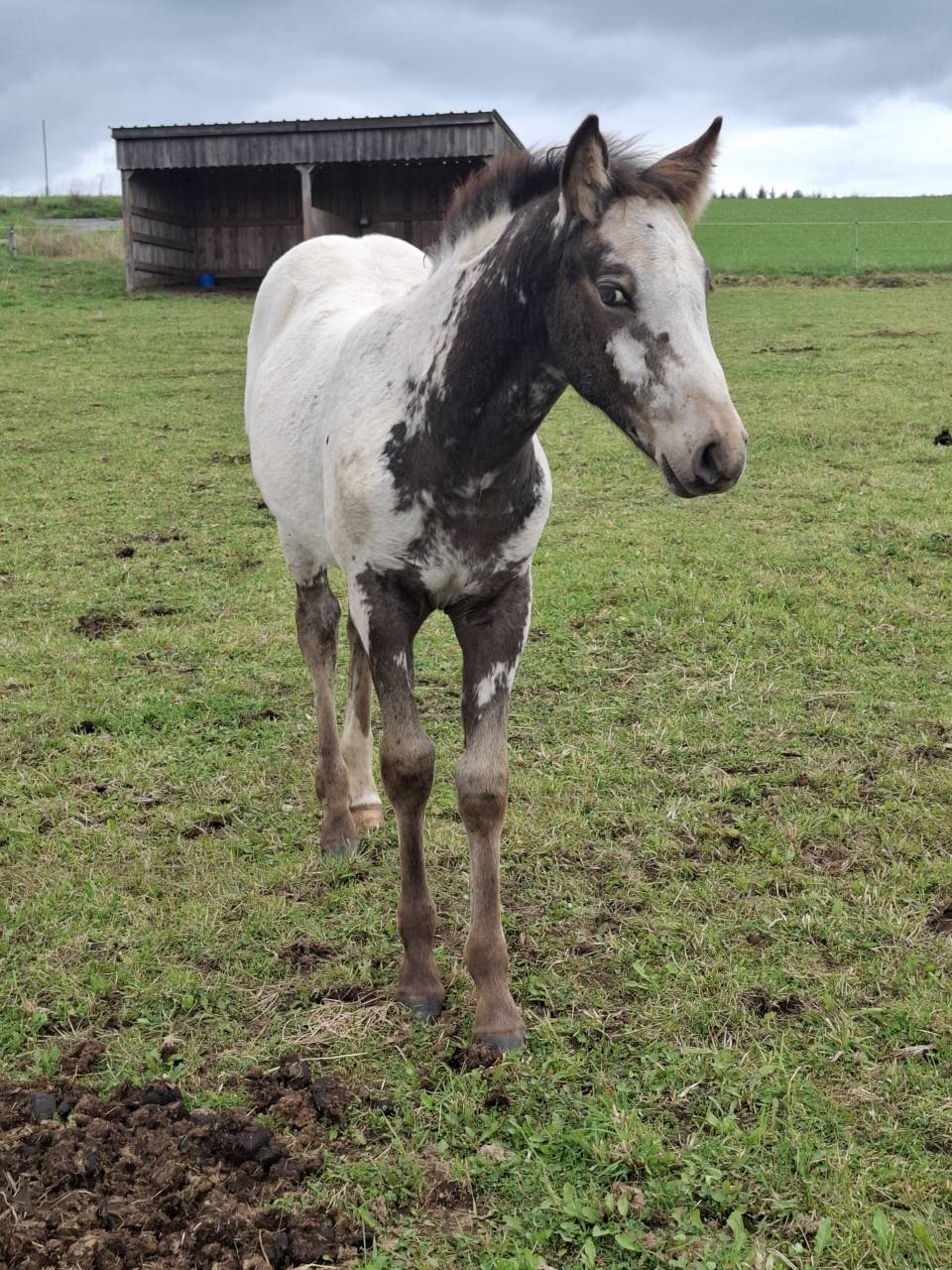 Pouliche PP RBP (croisée Appaloosa Fondation)