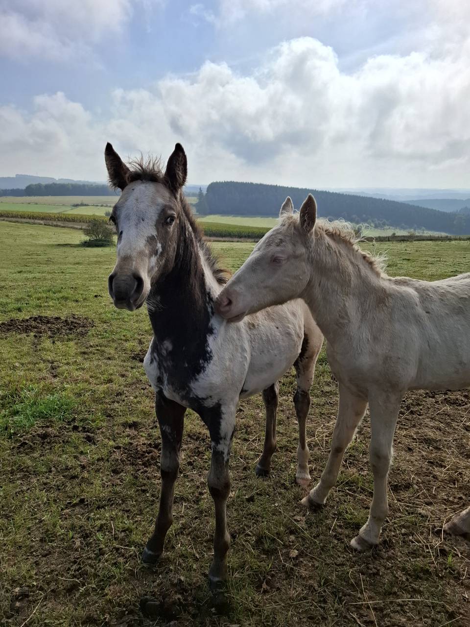 Pouliche PP RBP (croisée Appaloosa Fondation)