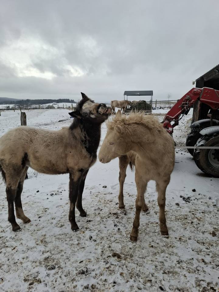 Pouliche PP RBP (crois&eacute;e Appaloosa Fondation)