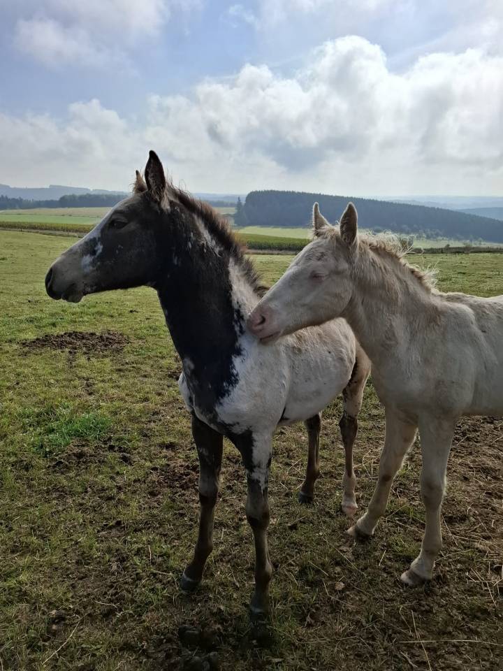 Pouliche PP RBP (crois&eacute;e Appaloosa Fondation)