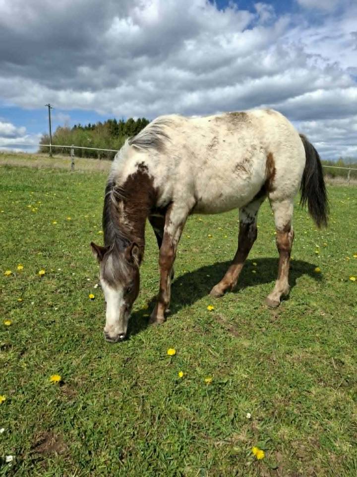 Pouliche PP RBP (crois&eacute;e Appaloosa Fondation)