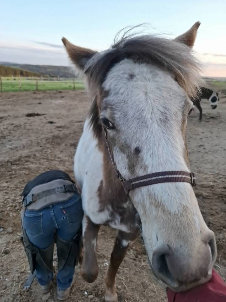 Pouliche PP RBP (crois&eacute;e Appaloosa Fondation)
