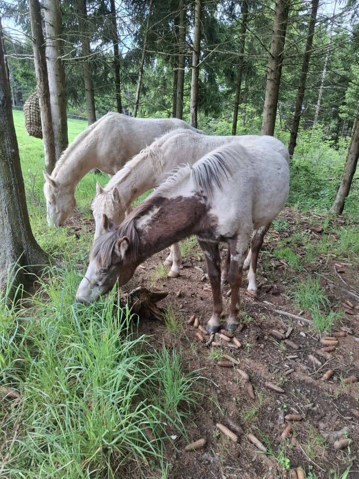 Pouliche PP RBP (crois&eacute;e Appaloosa Fondation)
