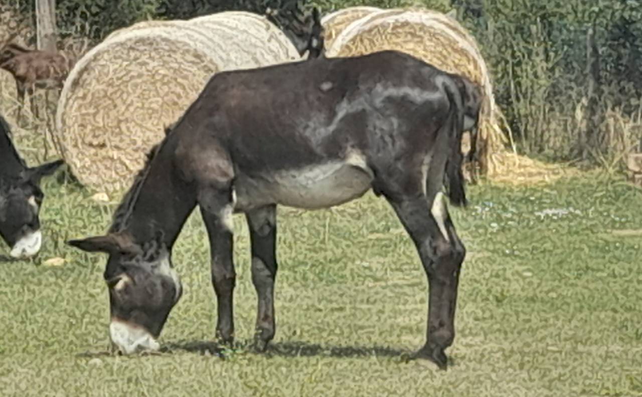 EXCELENTE SEMENTAL DE BURRO CATAL&Aacute;N DE 5 A&Ntilde;OS
