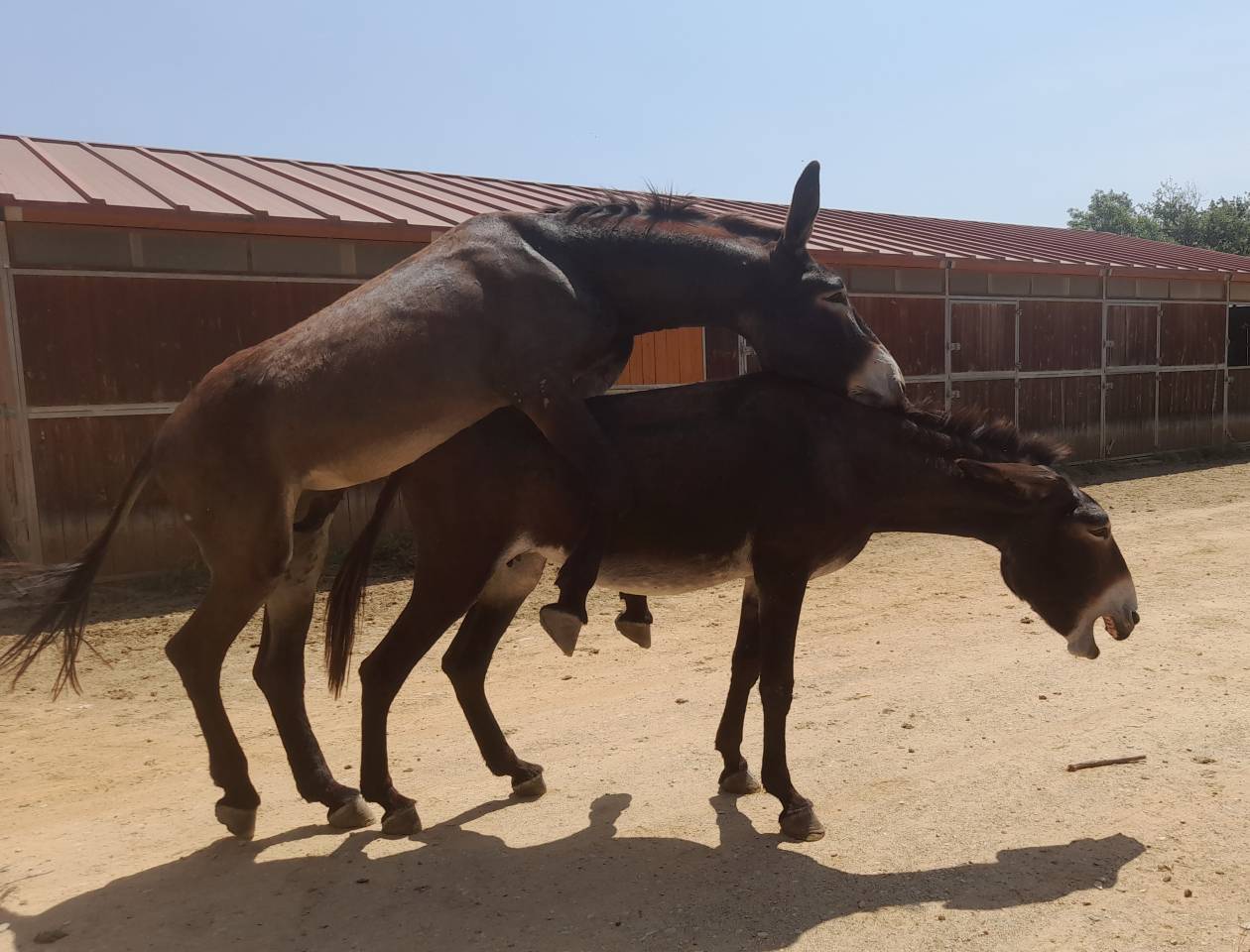 EXCELENTE SEMENTAL DE BURRO CATAL&Aacute;N DE 5 A&Ntilde;OS