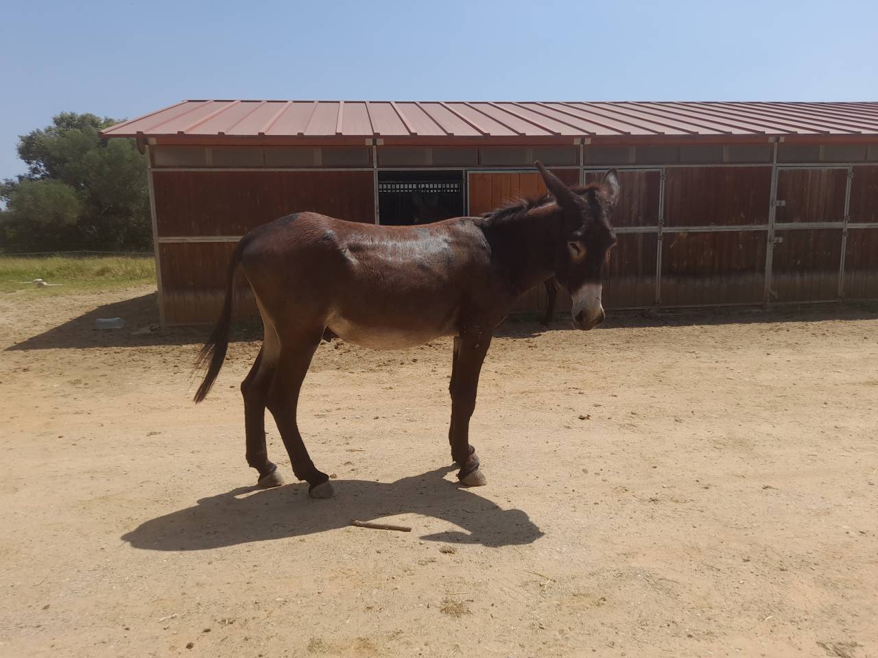 EXCELENTE SEMENTAL DE BURRO CATAL&Aacute;N DE 5 A&Ntilde;OS