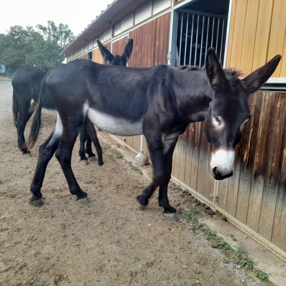 EXCELENTE SEMENTAL DE BURRO CATAL&Aacute;N DE 5 A&Ntilde;OS
