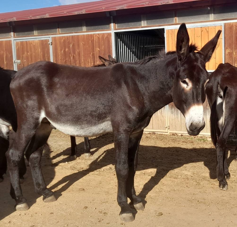 EXCELENTE SEMENTAL DE BURRO CATAL&Aacute;N DE 5 A&Ntilde;OS