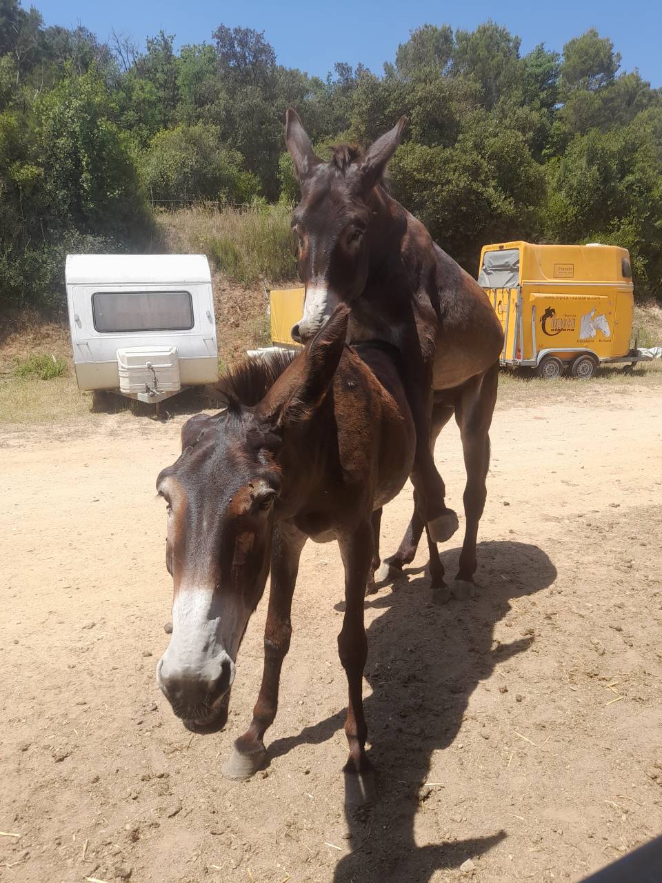 EXCELENTE SEMENTAL DE BURRO CATAL&Aacute;N DE 5 A&Ntilde;OS