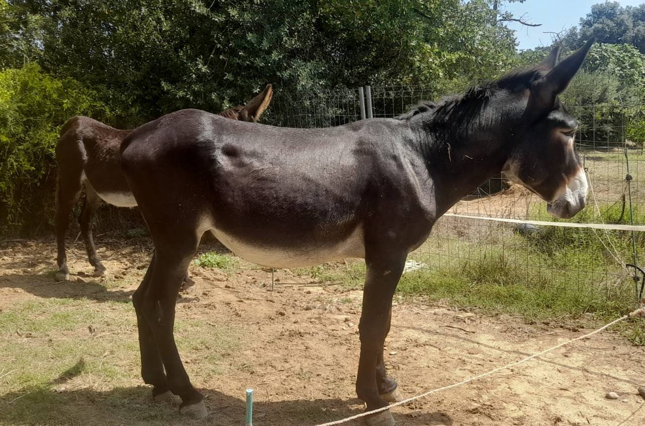 EXCELENTE SEMENTAL DE BURRO CATAL&Aacute;N DE 5 A&Ntilde;OS