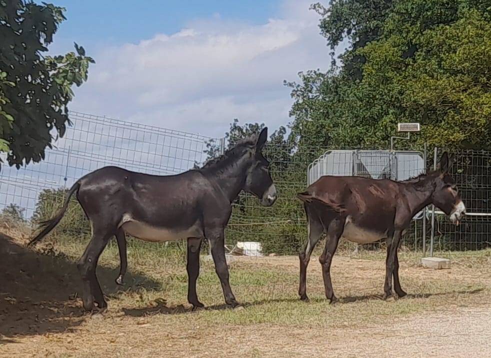 EXCELENTE SEMENTAL DE BURRO CATAL&Aacute;N DE 5 A&Ntilde;OS