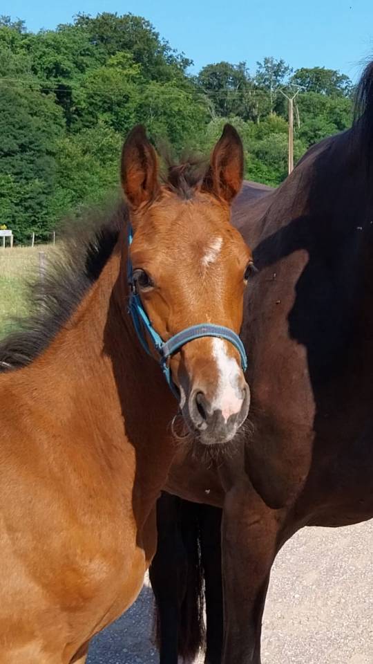 ❤️ magnifique pouliche par Karaganda Semilly