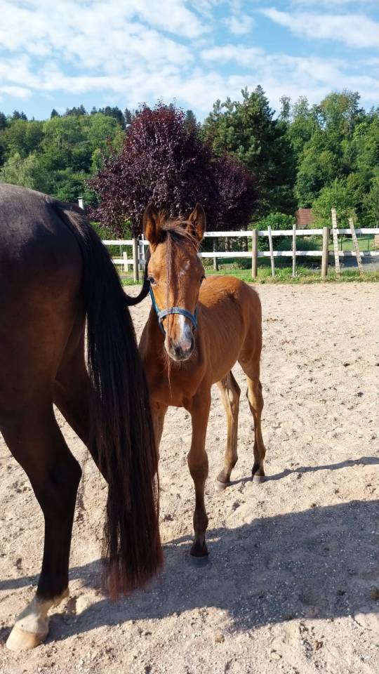 ❤️ magnifique pouliche par Karaganda Semilly