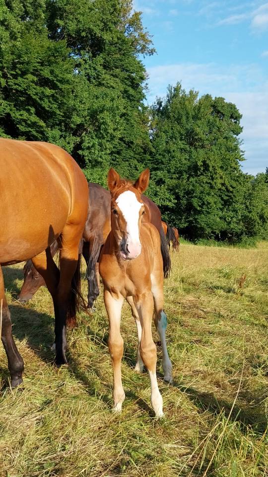 ❤️ superbe poulain par Kilimandjaro Semilly
