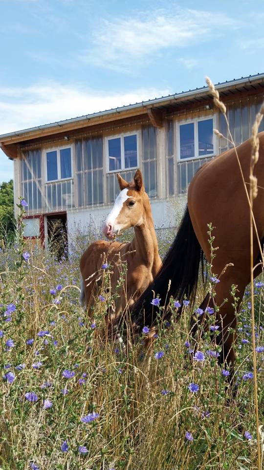 ❤️ superbe poulain par Kilimandjaro Semilly