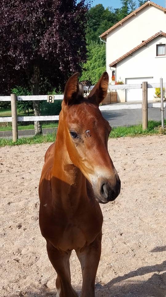 ❤️ poulain doux, fin et élégant