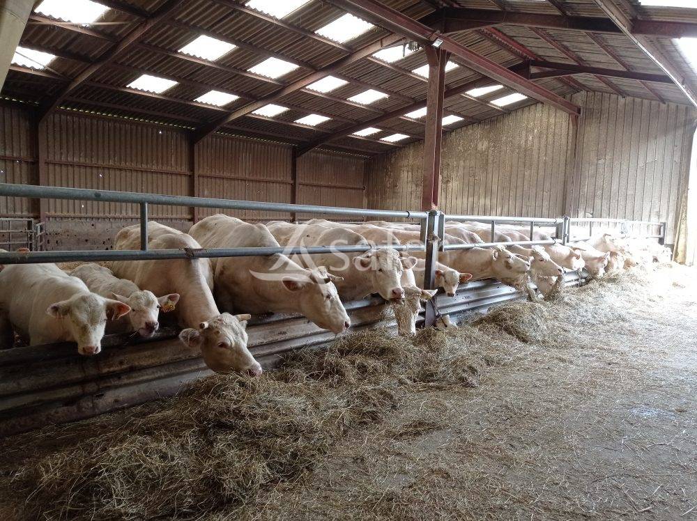 Domaine agricole et forestier - Id&eacute;al &eacute;quitation d'ext&eacute;rieur