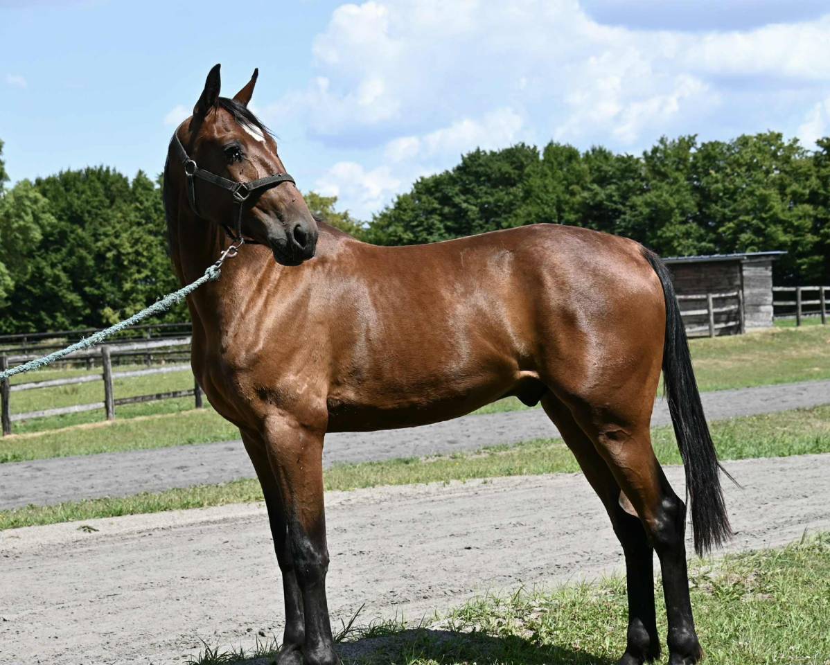 Tres gentils chevaux disponibles 