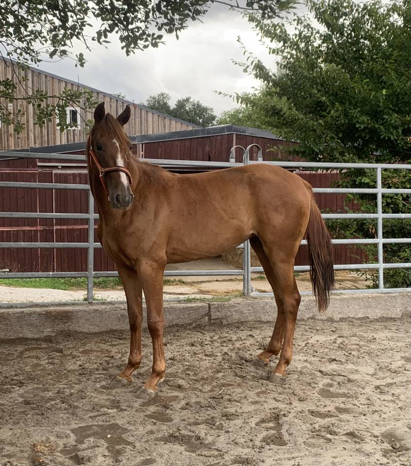 Tres gentils chevaux disponibles 