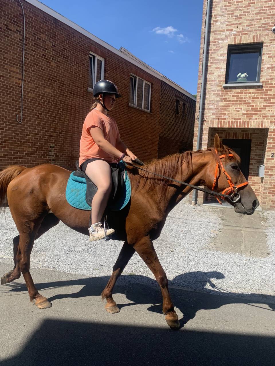 Tres gentils chevaux disponibles 