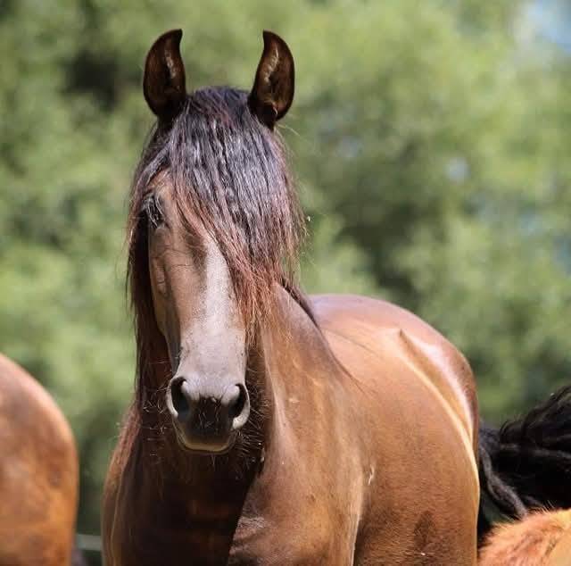 Super jument PRE pour DP ou mise au paire elevage 