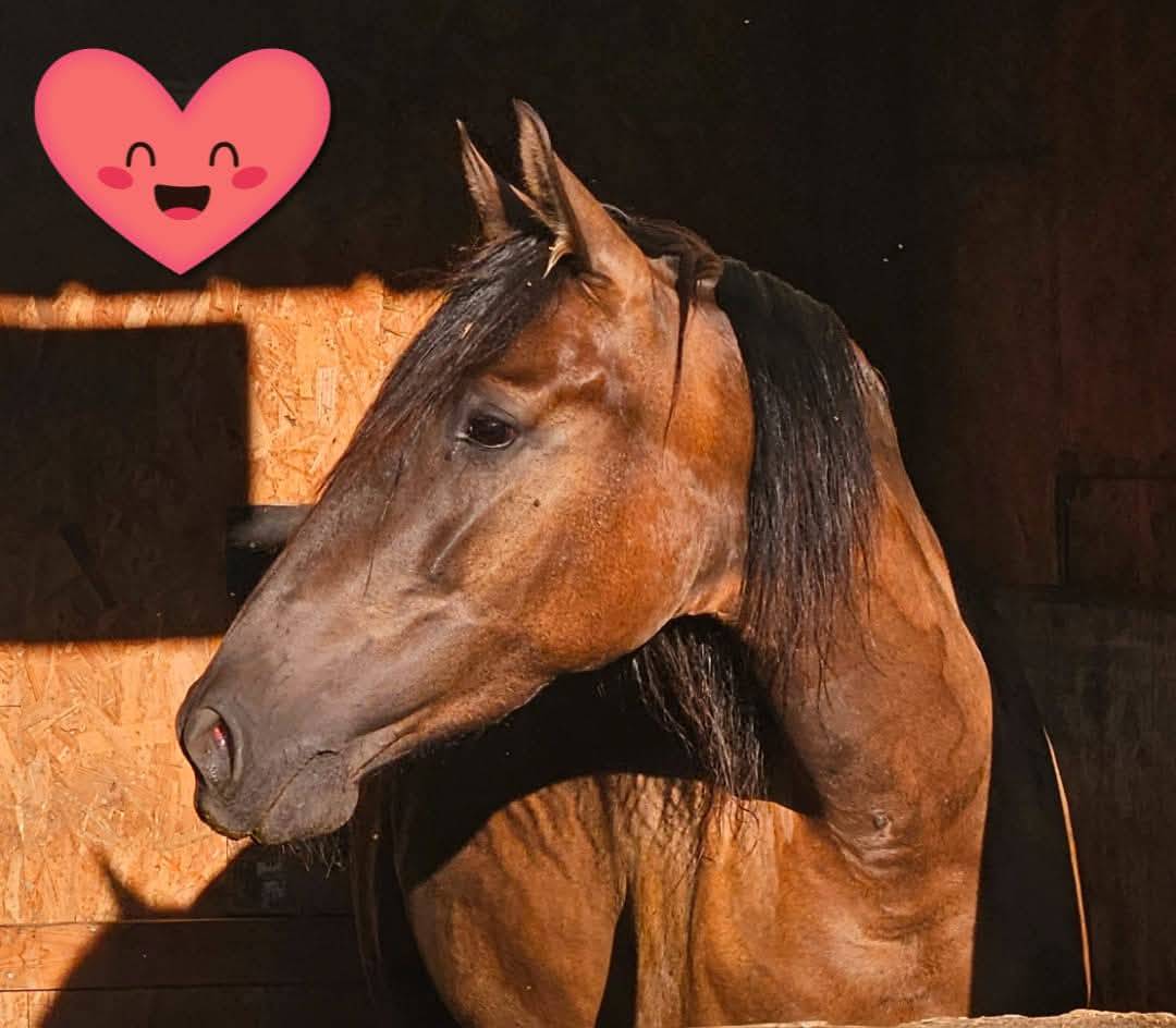 Super jument PRE pour DP ou mise au paire elevage 