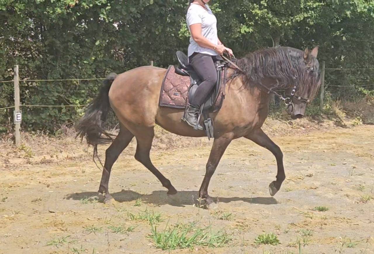 Super jument PRE pour DP ou mise au paire elevage 