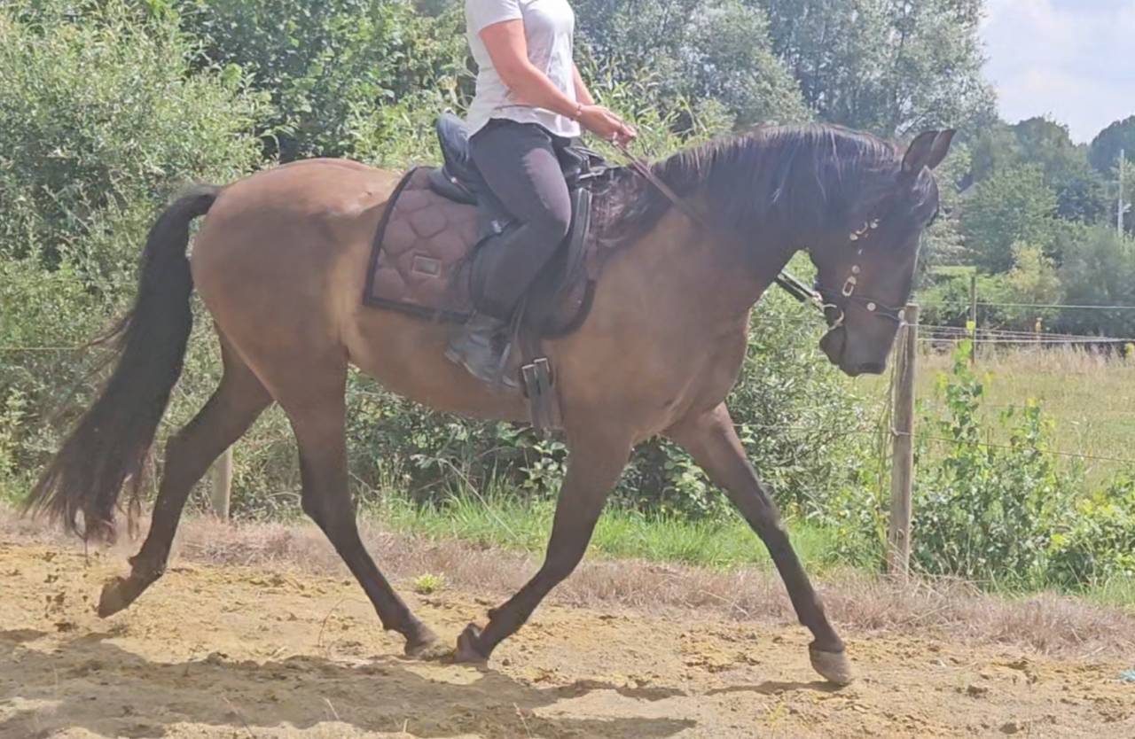 Super jument PRE pour DP ou mise au paire elevage 