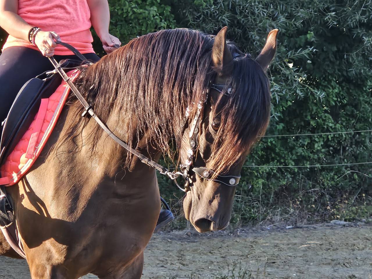 Super jument PRE pour DP ou mise au paire elevage 