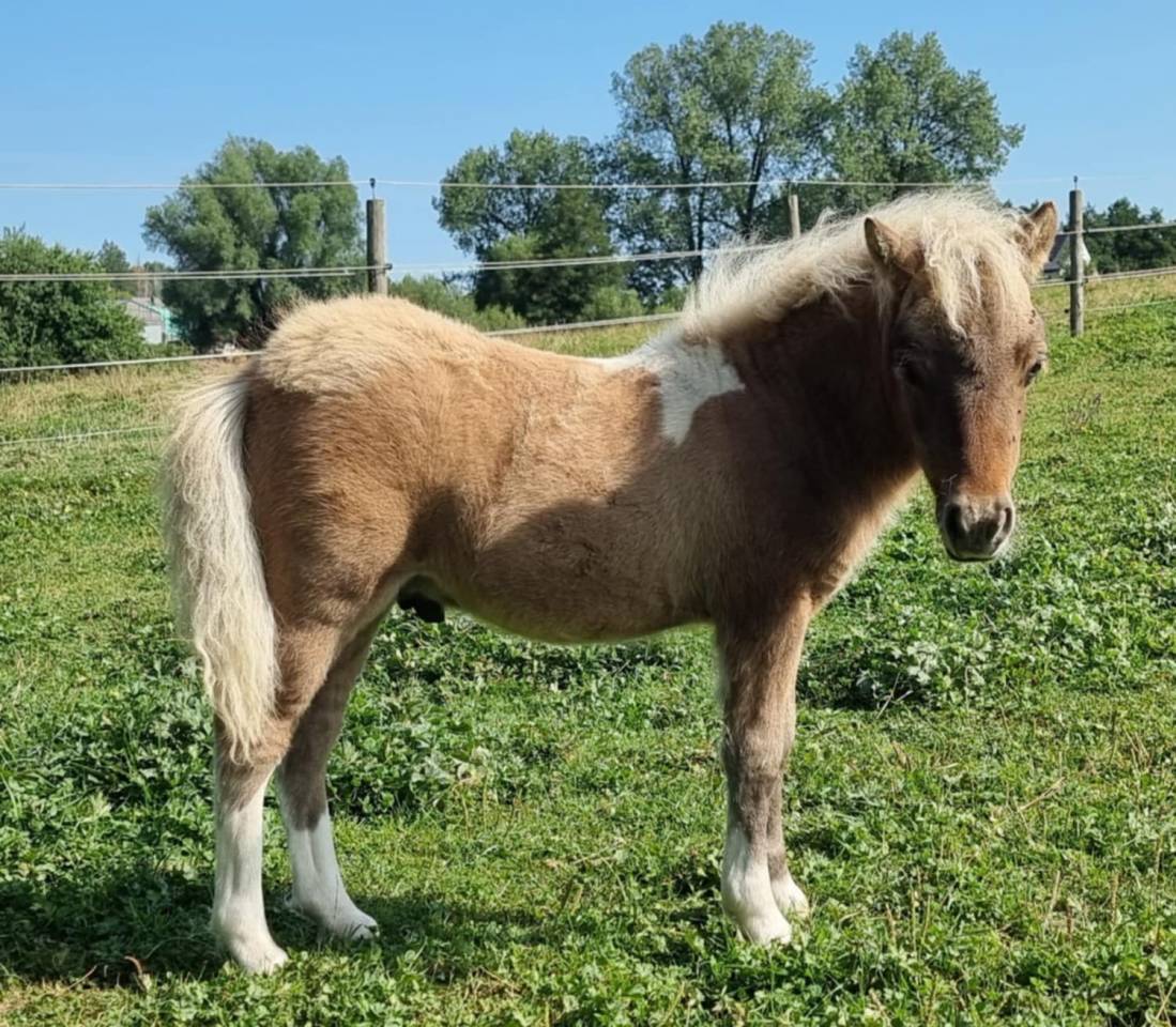 Foal 2025 pie bai silver dun