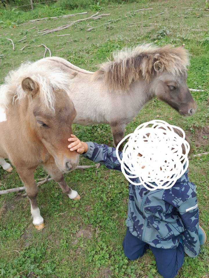 Foal 2025 pie bai silver dun