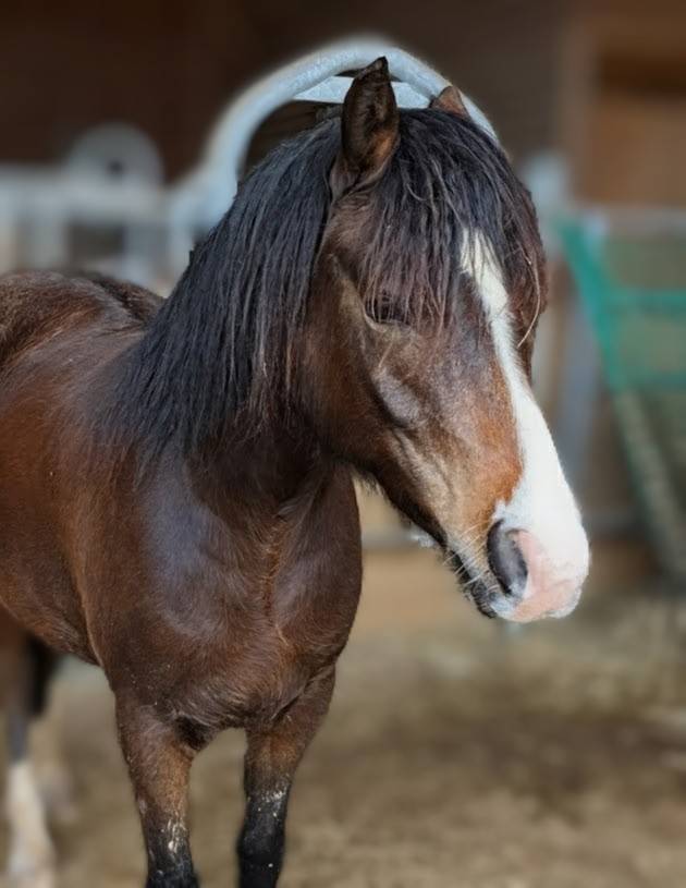  magnifique jument New Forest &nbsp;de croisement 