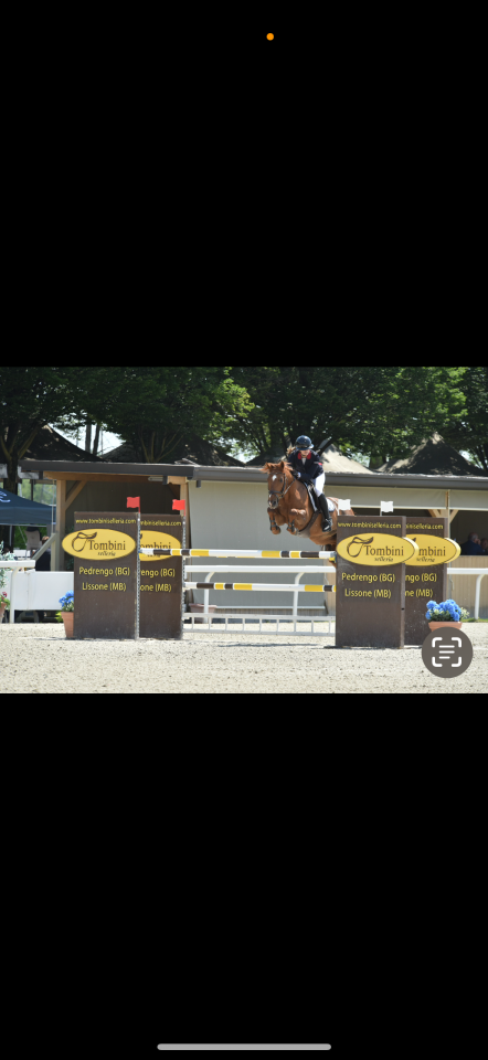 Poney d’exception disponible à la vente. 