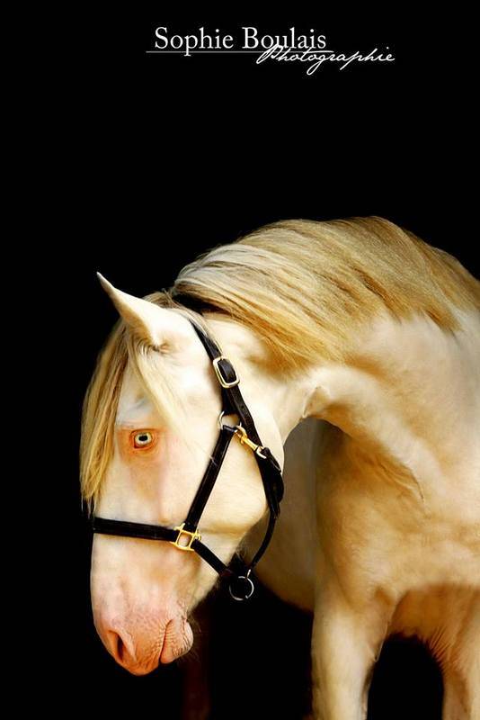 PHOENIX DU PUITS CARRE POULAIN PRE ISABELLE