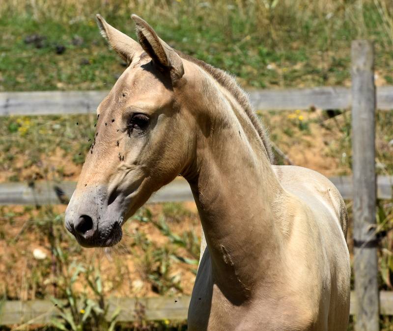 Passionata du Puits Carré pouliche PRE double pearl