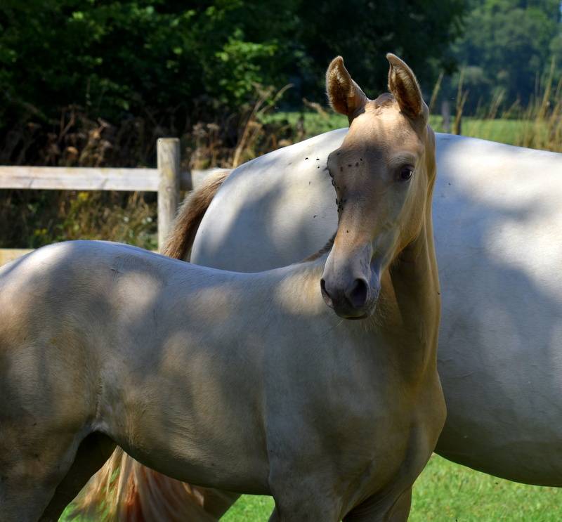 Passionata du Puits Carré pouliche PRE double pearl