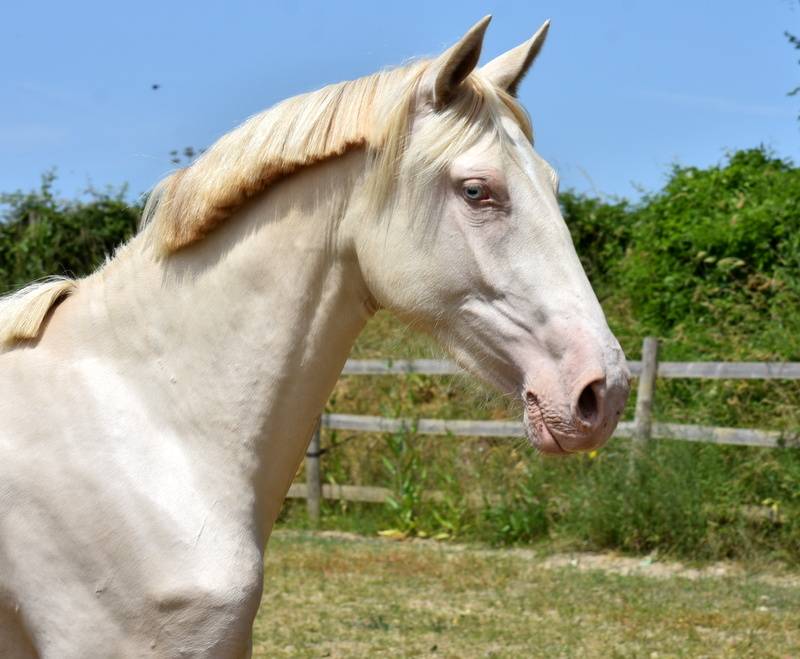 Nantosuelta du Puits Carré pouliche PRE crème 2 ans 